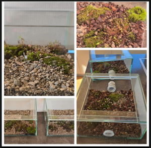 Formikariengestaltung f. C.singularis