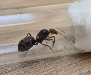 Myrmecocystus semirufus