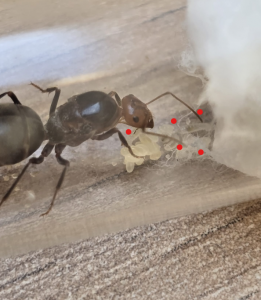 Myrmecocystus semirufus