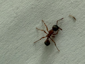 IMG_1005.jpeg