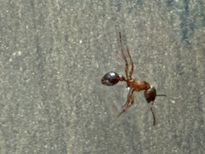 IMG_0988.jpeg