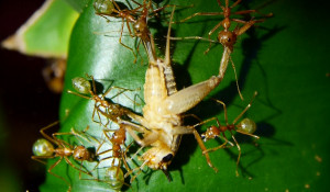 Oecophylla smaragdina Heimchenbeute.jpg