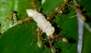 Oecophylla smaragdina Mehlkäferlarve .jpg