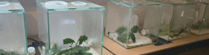 Aufzucht von Atta/Acromyrmex