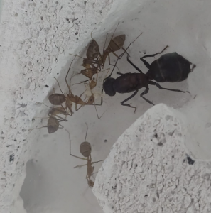 Camponotus angusticollis