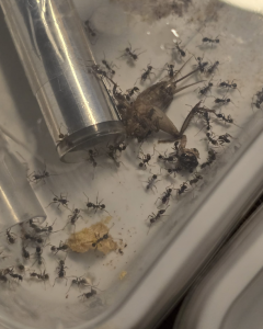 Pheidole nodus