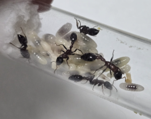 Tetraponera