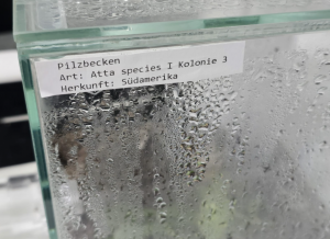 Atta species - 03 I 05.05.2026
