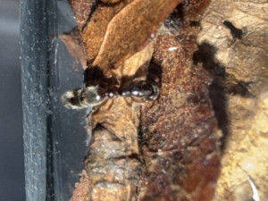 Bilder durch Video mit IPhone 16Pro - sehr stark vergrößert aufgenommen.