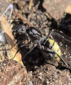 Bild_2026-05-12_145231369.png