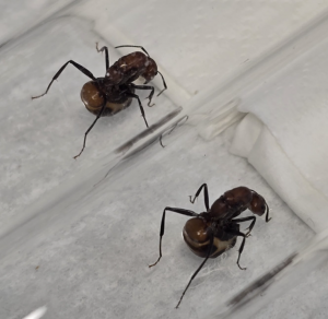 Camponotus nicobarensis