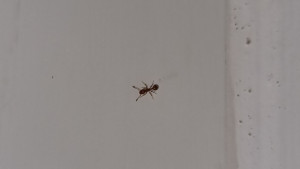 IMG_6568.jpeg