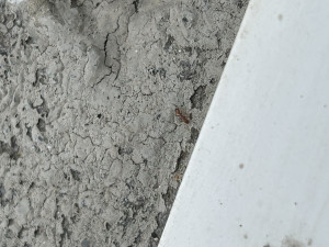 IMG_6585.jpeg