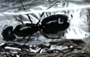 Bild_2026-05-23_123430537.png