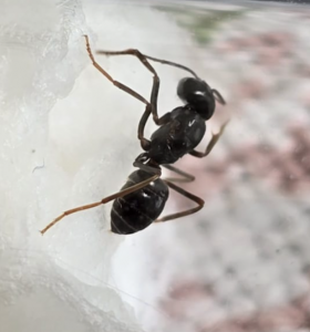 Lasius fuliginosus