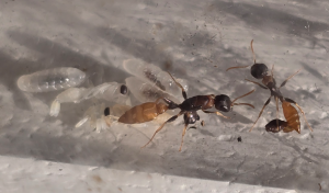 Pseudomyrmex boopis
