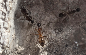 Camponotus substitutus