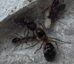 Camponotus substitutus