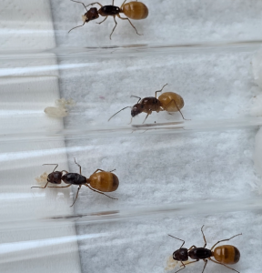 Camponotus fedtschenkoi