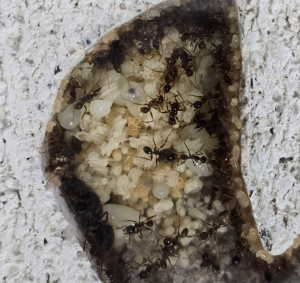 Pheidole nodus Kolonie 01
