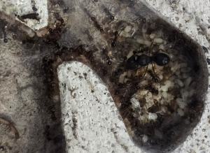 Pheidole nodus Kolonie 02