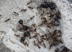 Pheidole nodus Kolonie 03