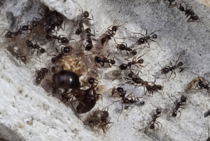 Pheidole nodus Kolonie 03