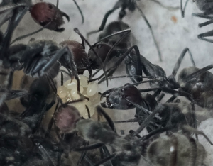 Camponotus singularis