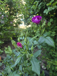 Erste Duftrosenblüte