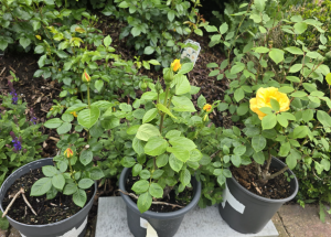 Aldi-Rosen (gelb, riechen nach Zitrone)