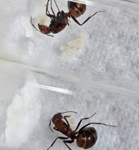 Camponotus nicobarensis- Brut