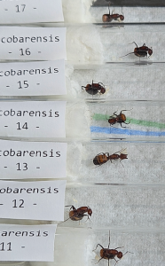 Camponotus nicobarensis- Draufsicht
