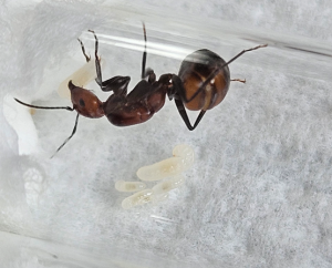 Camponotus nicobarensis