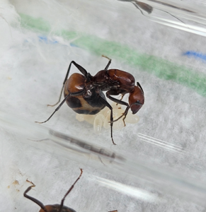 Camponotus nicobarensis