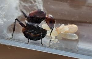 Camponotus nicobarensis