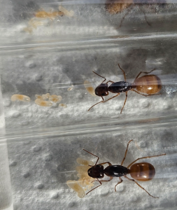 Camponotus fedtschenkoi