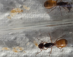 Camponotus fedtschenkoi