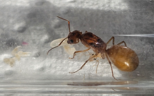 Camponotus fedtschenkoi - kleine Kolonie