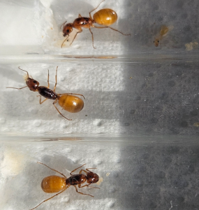Camponotus fedtschenkoi - Direkter Lichteinfluss