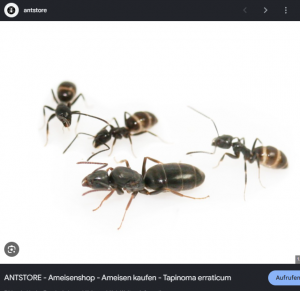 Bild_2026-06-01_121233293.png