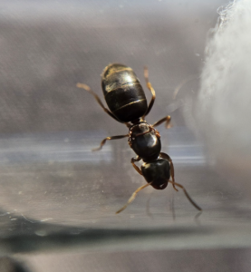 Lasius spec.