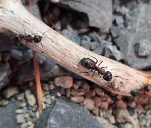 Camponotus herculeanus