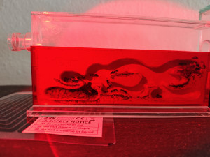 IMG_20260607_120352.jpg