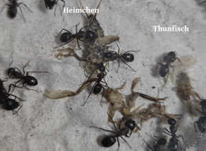 Camponotus herculeanus - Futterverwertung