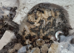 Camponotus herculeanus - Brut und Arbeiterinnen