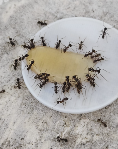 Pheidole nodus
