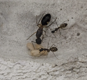Camponotus substitutus