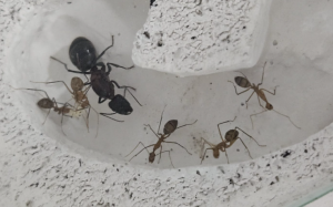Camponotus angusticollis