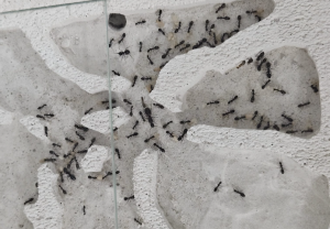 Camponotus sylvaticus 03