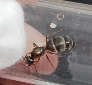Formica rufibarbis Königin 01